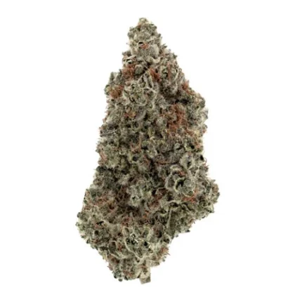 PERSY STASH O.J. ZAINBOW (OJ ZAINBOW)